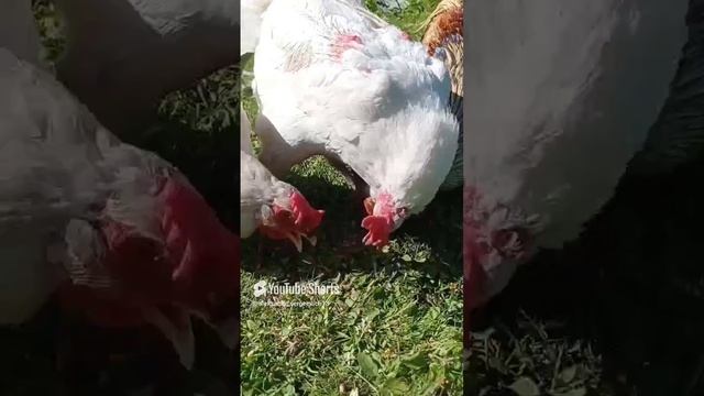 До чего же уморительно кормить своих куриц)