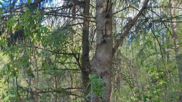 A child runs after a squirrel in the forest