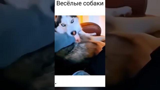 Весёлые пёсели