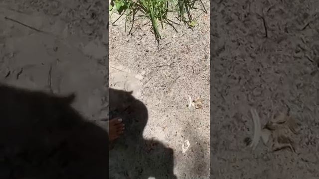 video-222205030_456240578