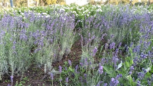 Парк Учкуевка, лаванда, сентябрь 2024