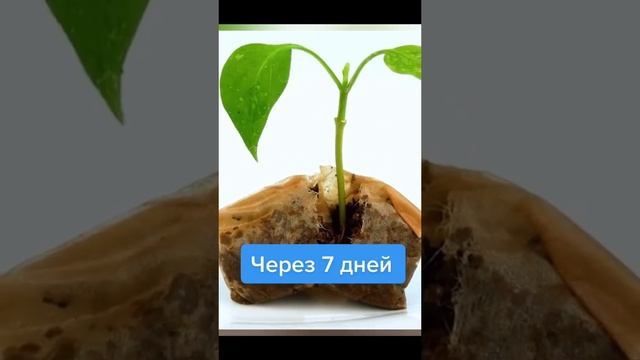 Выращиваем растения в чайном пакетики)