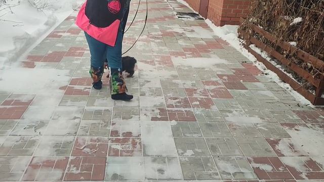 Щенки 2 месяца #немецкаяовчарка