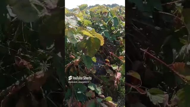 Такие бы грядки с клубникой на своей даче!