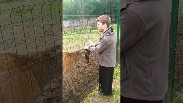 Королевский олень чешет молодые рога (панты) об руки