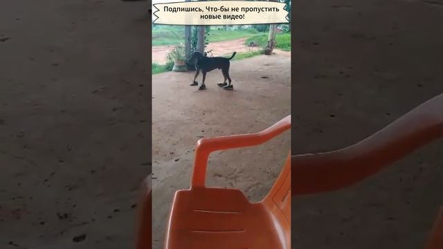 Пёс в сопогах