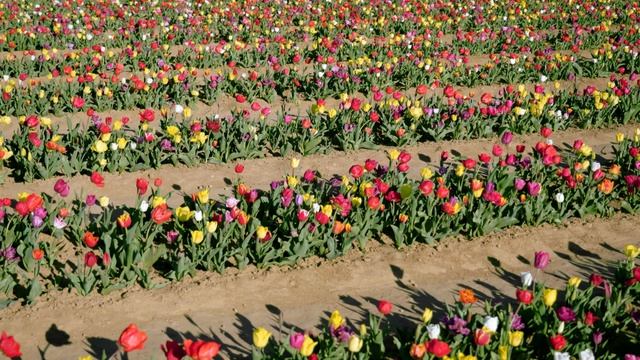 12657346-uhd_3840_2160_30fps