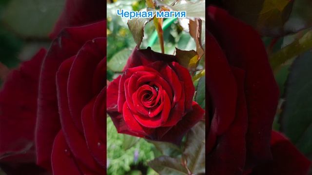 1000023928.mp4