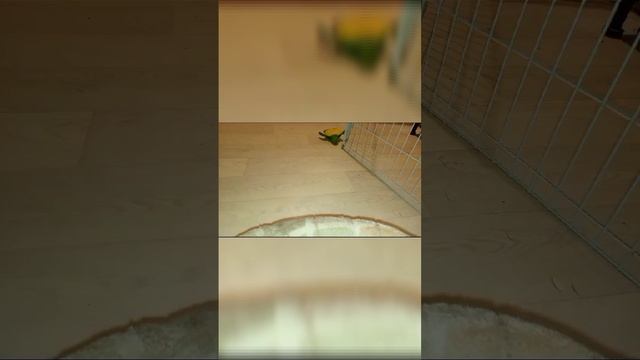 video_2024_12_18_15_10_16.mp4
