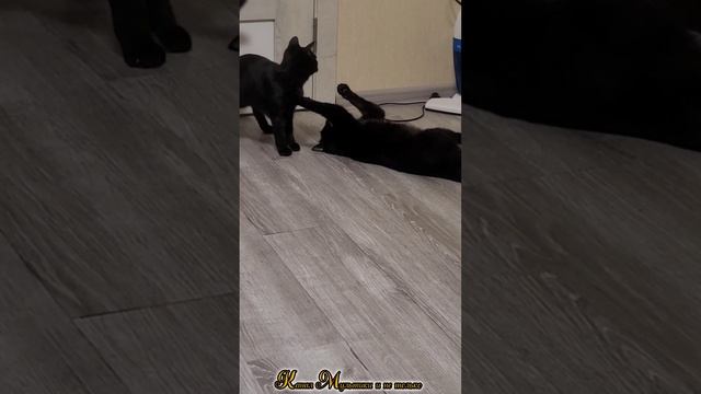 Смешные кошки / Funny cats video 🐈🐱🐈 Котёнок Васька и Мурка играют