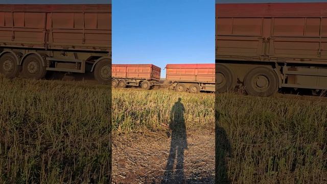 A truck carries grain from a field to an elevator