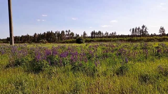 Время люпинов