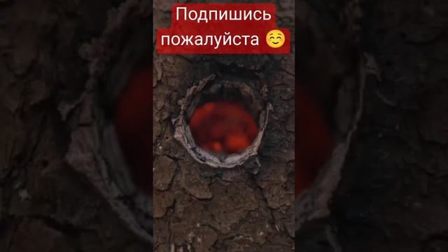 Плита из пня #shorts #shortvideo #short #лайк #лайфхак #выживание #своимируками #релакс #кайф #топ