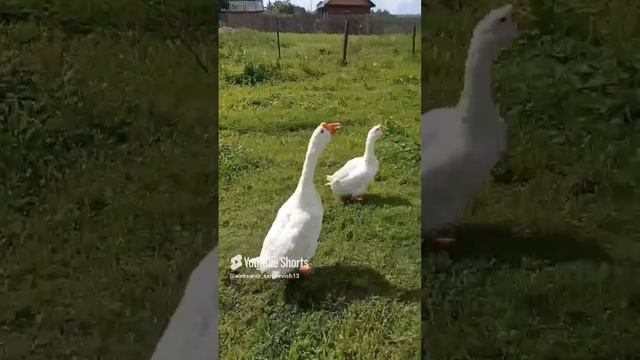 Кружимся на участке с гусями