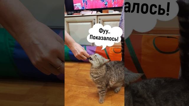 Кот почти догадался