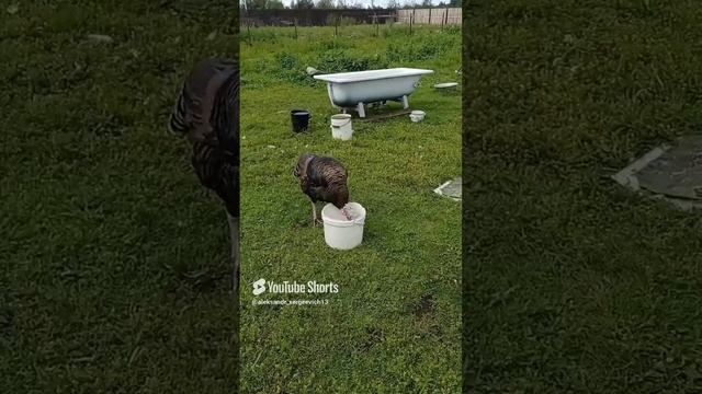 Индюк очень не аккуратно ест - всё летит мимо клюва