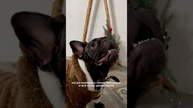 Праздничные наряды для ваших любимцев😻🎄