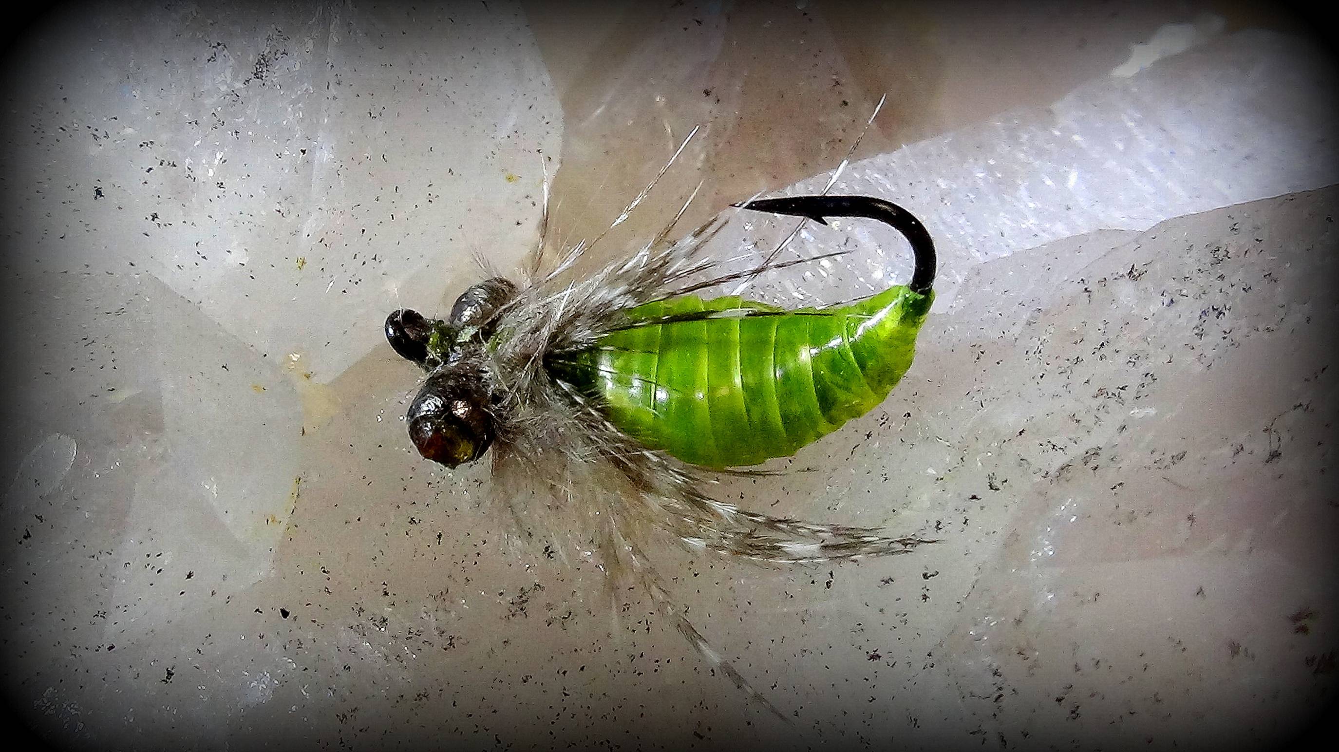Dragonfly Nymph