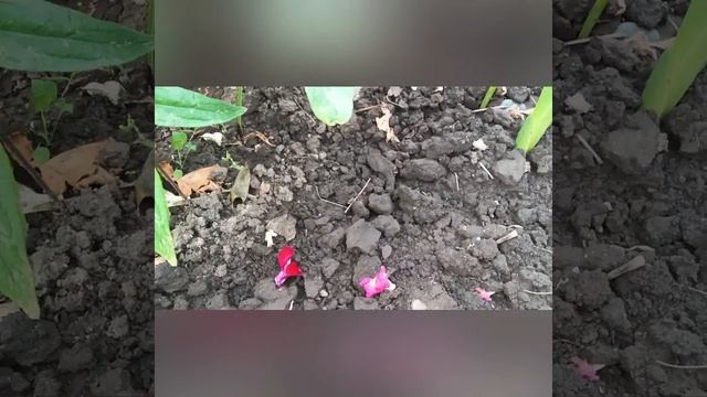 Львиный зев- мечта каждого!