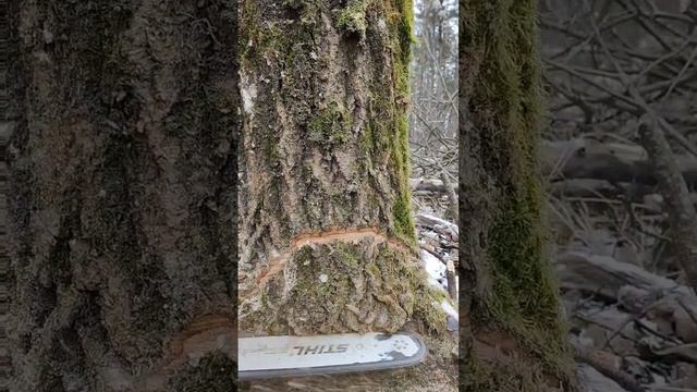 Валек Осины #logging#timber#forestry#lumber#woodharvesting#woodindustry#clearcu #tting