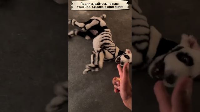 Приколы с животными