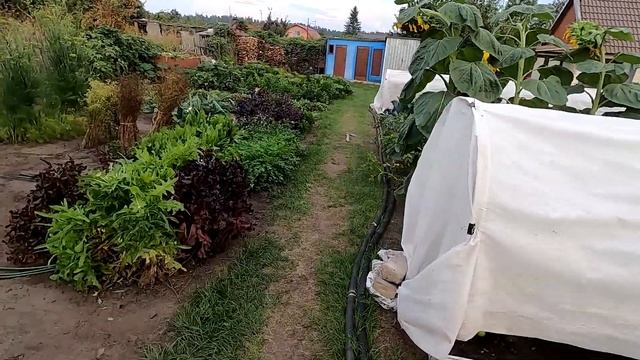 Убираю цветную капусту, скромные итоги сезона.