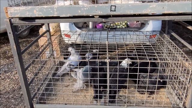 Благодарный  часть 2, от 7 01 2024 года ярмарка голубе.