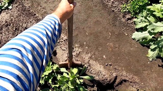 Как я вырастил гайлардию остистую из семян