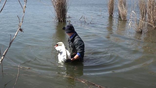 Спасал лебедя запутавшегося в коряжнике с леской