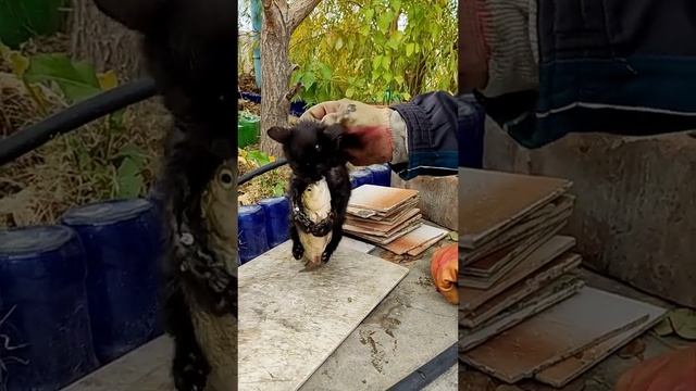 кот вцыпился в рыбу