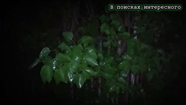 Поход по сумеречному кладбищу ☦