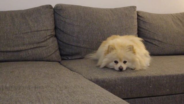 VLOGMAS / украшаем квартиру / ПОКУПАЮ новогодние КНИГИ / читаю ЗИМНЮЮ историю
