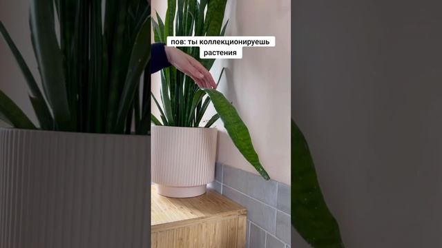 ПОВ: ты коллекционируешь растения
