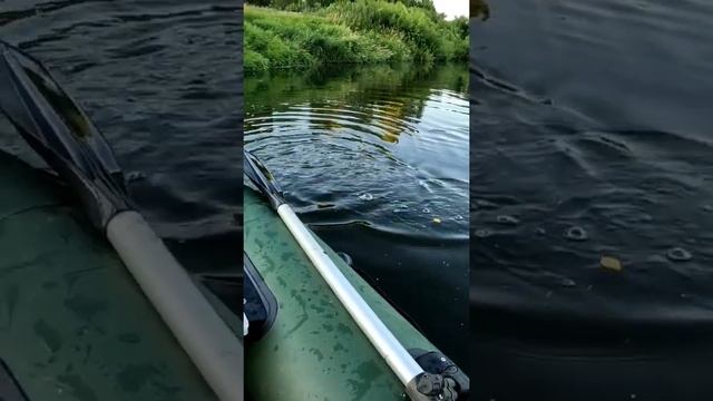 Окунь подвис.
