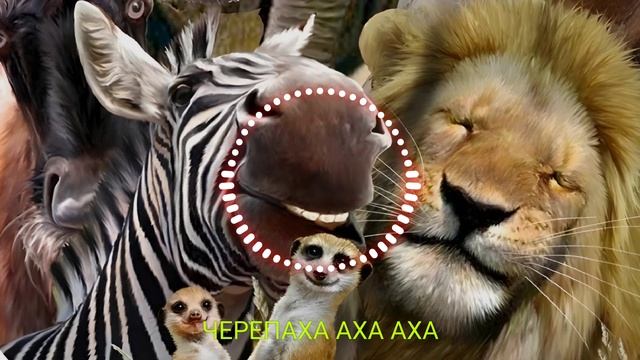 Черепаха аха аха remix