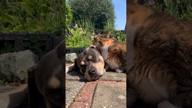 Милые отношения))