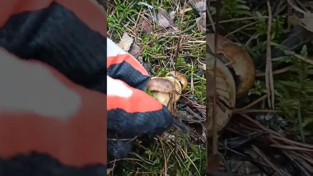 13 ноября. Снова за грибами. Польский белый.mp4