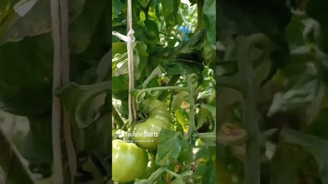 Томат Великан пока только третью гроздь плодов дает