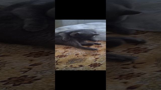 кошачье купанье!🐈