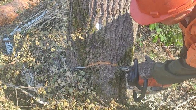 Валка осины бензопилой Stihl MS 361