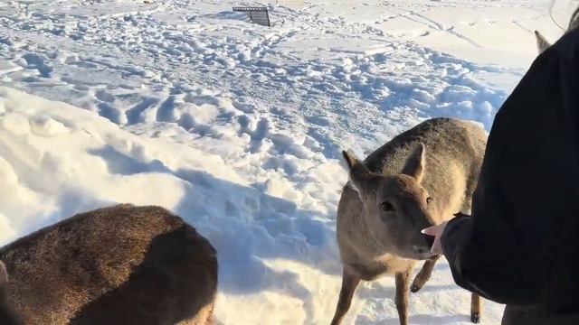 Влог: друзья в гостях❤️ празднуем день рождения уехали за город в заповедник