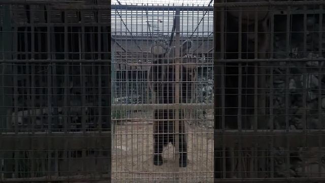Медведь бурый, кличка "Балу", очень любит морковь.