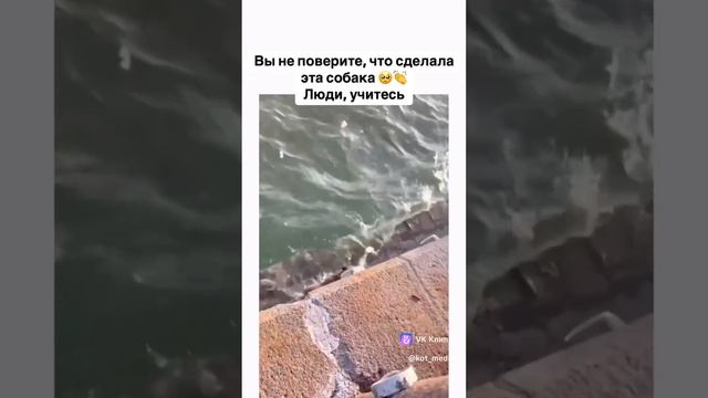 Сабака сохраняет общество