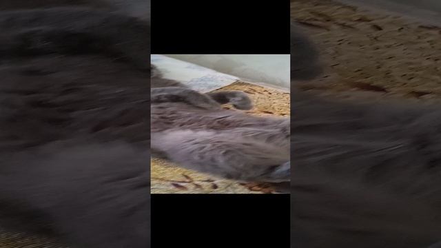 спит на спинке!😺
