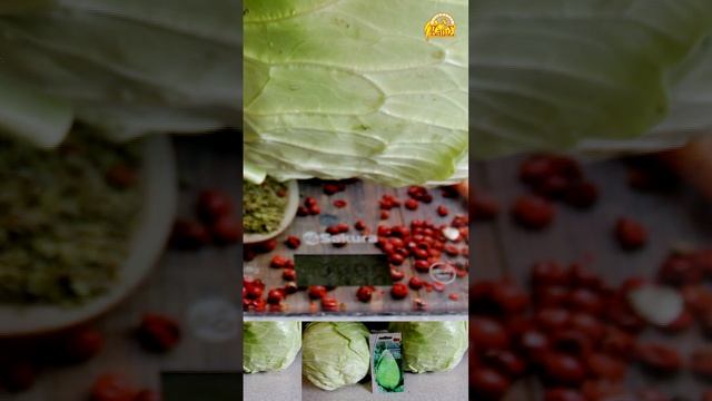 Капуста Изящная