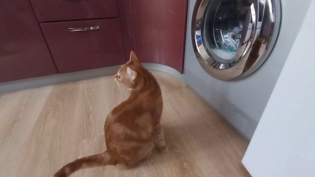 Котик 🐈🐈🐈🐈🐈