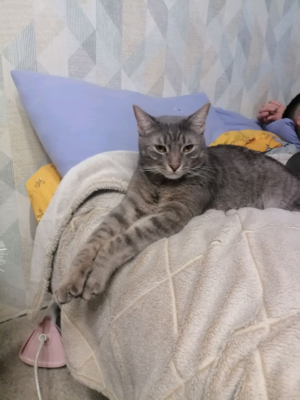 кот бася