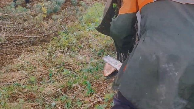 Валка деревьев Бензопилой Stihl MS 361
