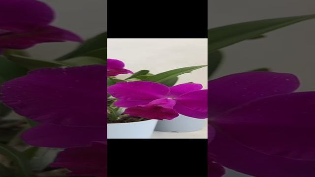 1000540177.mp4