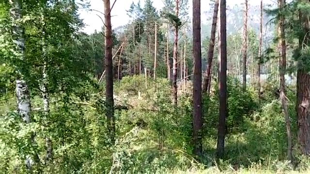 Последствия урагана на Алтае: Стихия в действии 🌪️💨